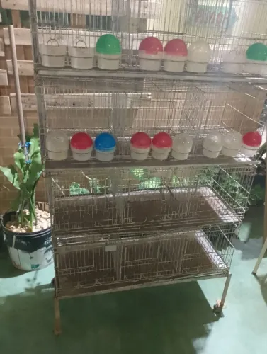 Viveiro para criação de pássaros e codorna 