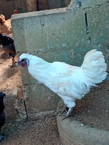 Galo garnizer