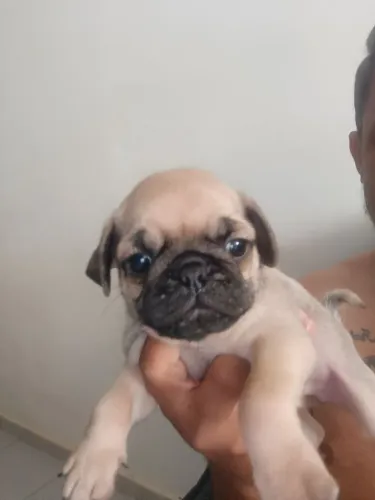 Filhotes de Pug fêmea