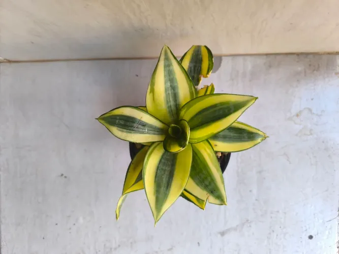 Planta mini espada variegata suculenta 