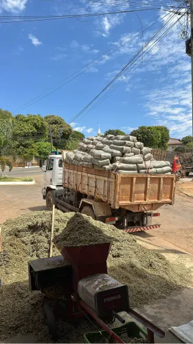 Silagem de milho ensacada ou a granel 