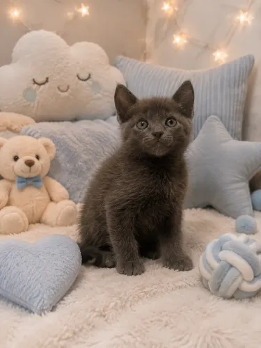 Azul Russo Lindos Gatinhos 