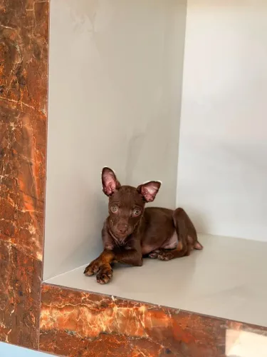 Pinscher miniatura macho Insta gram @filhotesfloresdooriente