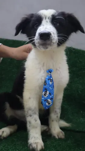 Border Collies Pedigree 