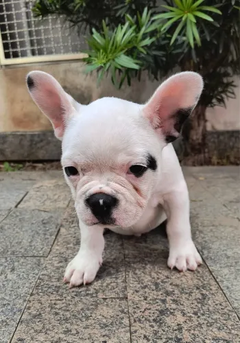Mini buldogue