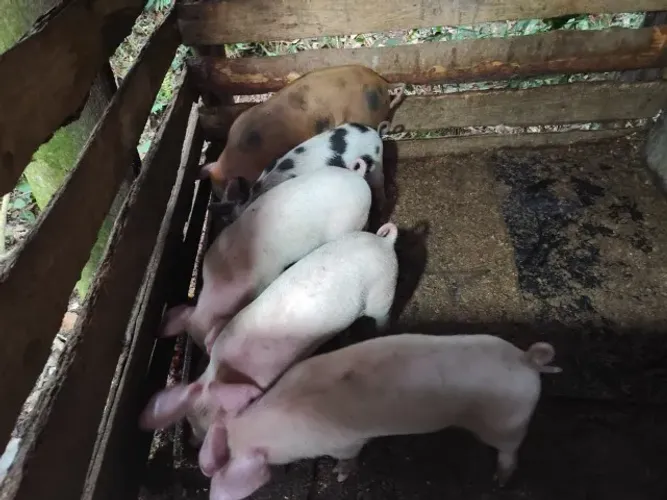 Vendo lindos leitoes com vacinações em dia, castrados prontos para engorda ou consumo