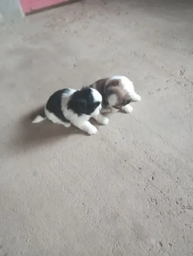 Vendo cachorro Shitzu