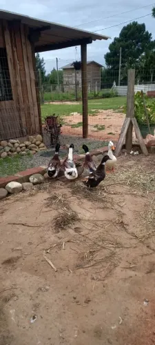 Vendo 3 casais de marrecos