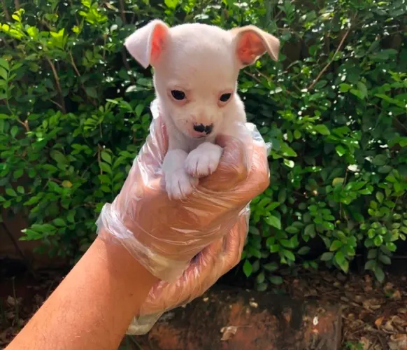 Chihuahua 54 dias, lindo