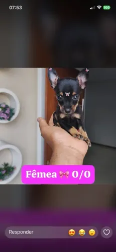 Pinscher filhote