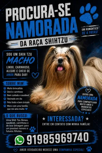 Procuro namorada shihtzu