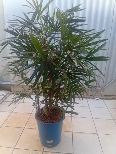 Coqueiro