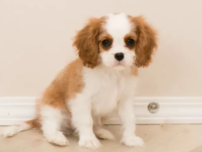 Cavalier King Charles com Pedigree, Contrato e Garantia de Saúde - Qualidade Garantida