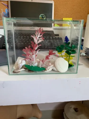 Aquário para peixe Beta