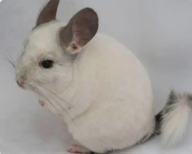 Chinchila/roedor