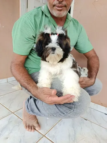 Vende-se cadelinha Shitzu e poodle