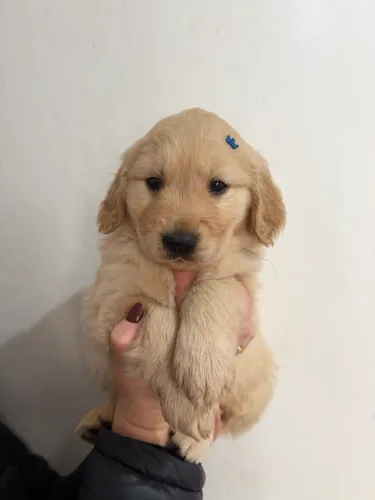 Golden retriever