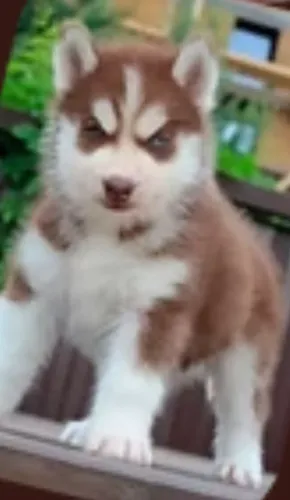 Husky Siberiano