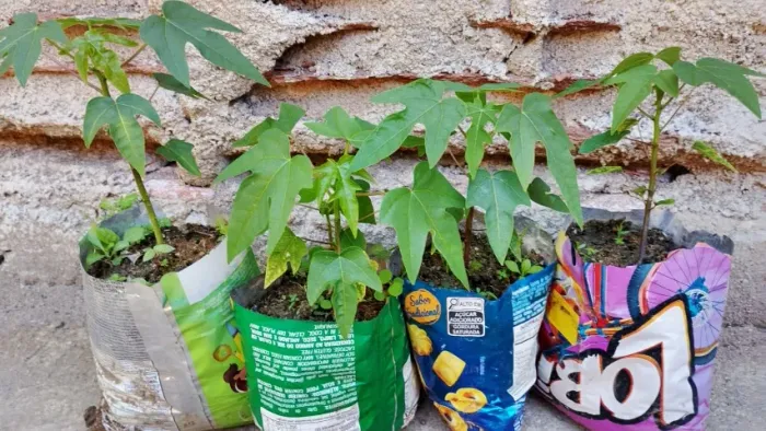 Muda Mamão Papaya Capixaba Atacado Pedidos Sob encomenda