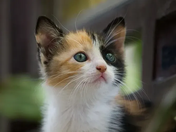 Gatinha tricolor fêmea barato