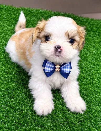 Belo machinho de lhasa apso