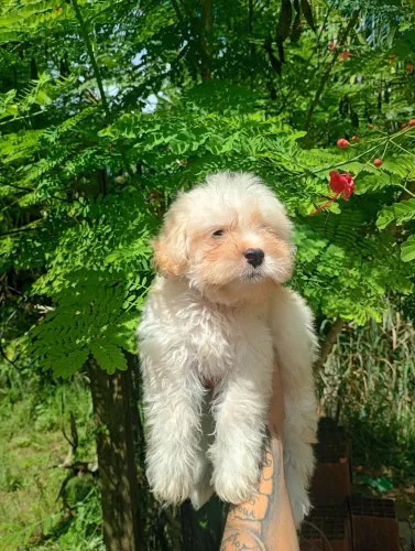 Vendo filhotes de poodle macho N 01 