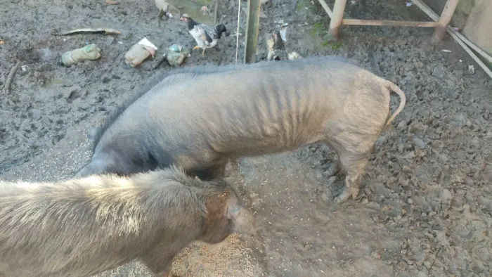 Casal porco durok adultos 1000,00 ac troca galinha