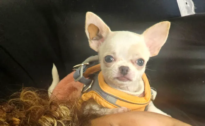 Chihuahua miniatura importada
