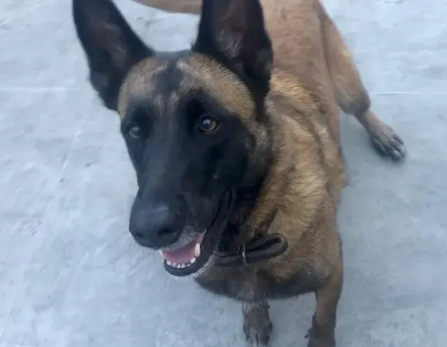 Doação Pastor Malinois (Fêmea, Castrada - 4 anos)