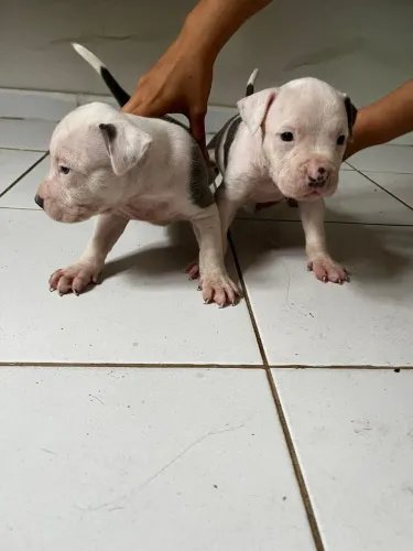 Filhotes de Pit Bull 