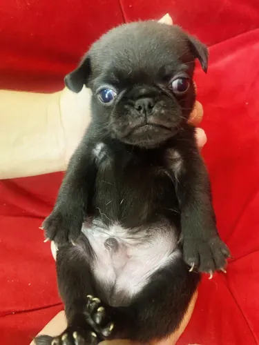 Filhote pug, Seu novo parceiro de aventuras está esperando!
