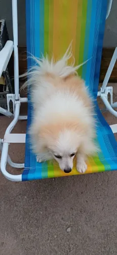 Cachorro asessorio