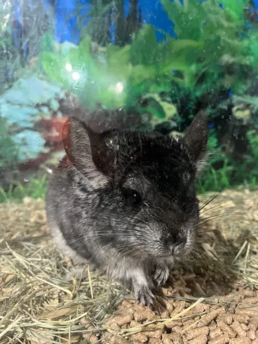 Chinchila 