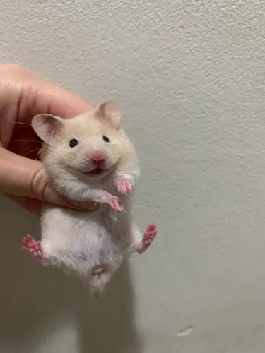 Vendo filhotes de hamster sírios 
