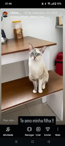 Doação de gata 