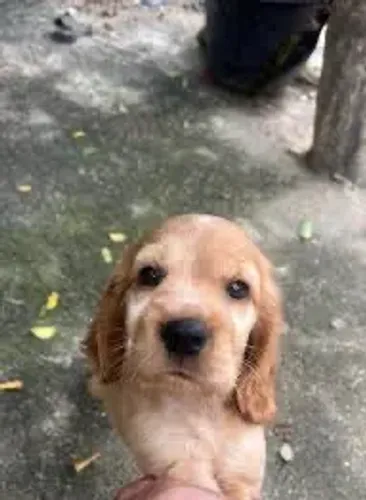 Cocker machos dourados entregamos. Hoje 