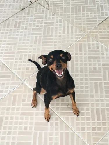Doação de Pinscher - LEIA A LEGENDA 