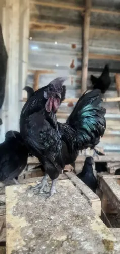 Ayam cemani