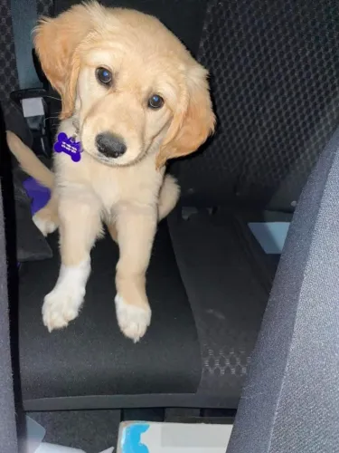 Filhotes de Labrador | Carinho garantido sempre!