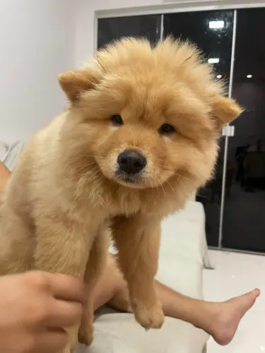Vendo filhote de chow chow fêmea 