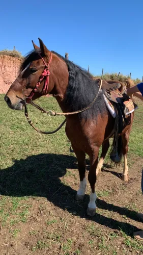 Cavalo Castanho