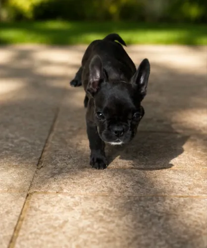Filhote de bulldog francês 
