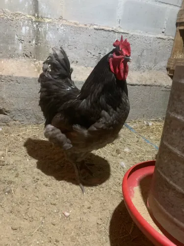 Vendo galo top gigante de Jersey 4 kg 8 meses