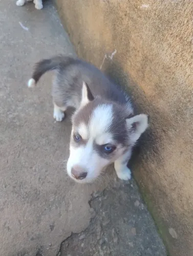 Vende filhotes de husky siberiano