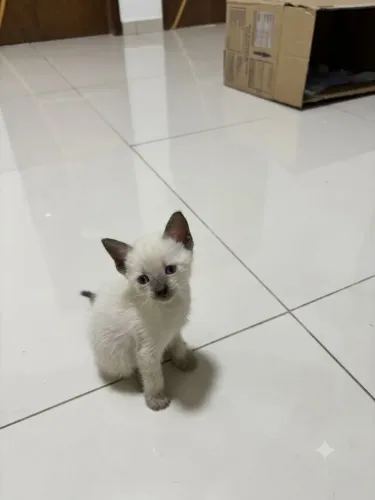 Gatinhos para Adoção