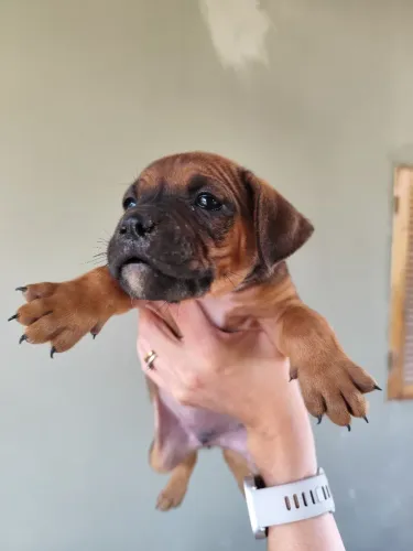 Doação filhotes mãe Boxer puro