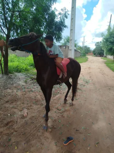 Vendo 