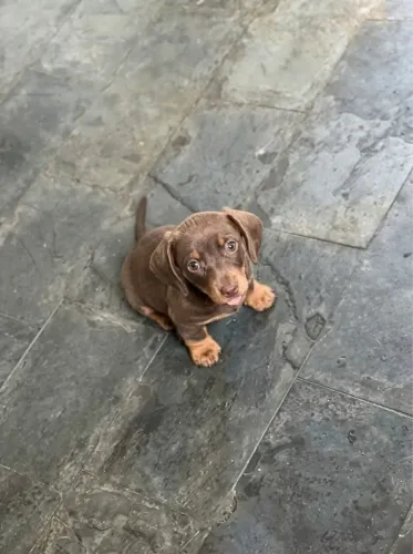 Filhote de salsicha CHOCOLATE e CANELA (dachshund chocolate and tan ?).
