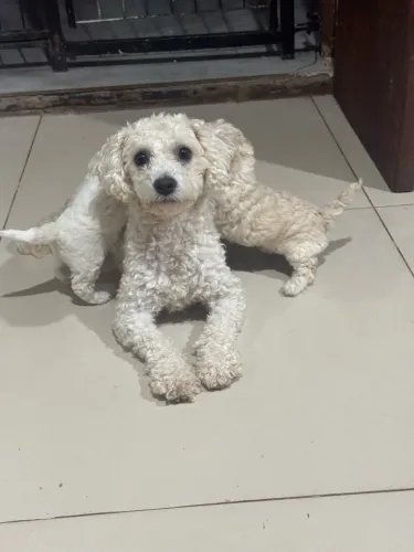 Vendo filhotes de poodle 