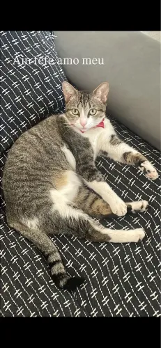 Gata castrada